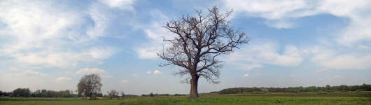 boom bij N34_150